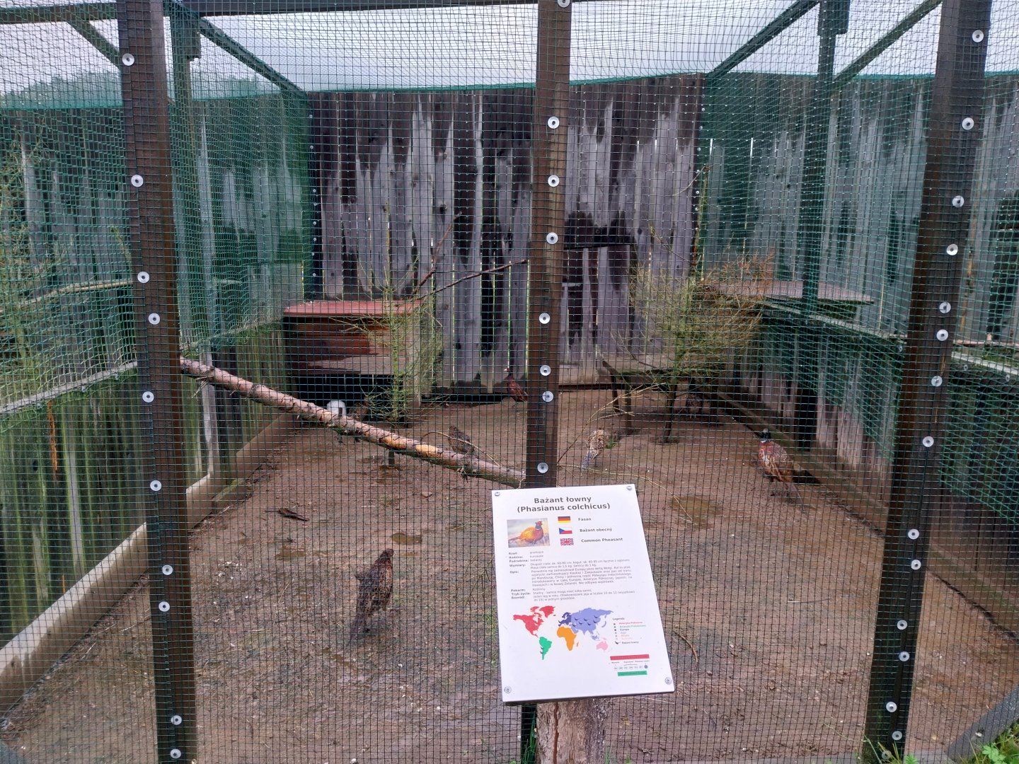 Zoo Łączna - Pheasantry - Common Pheasant (Phasianus colchicus)