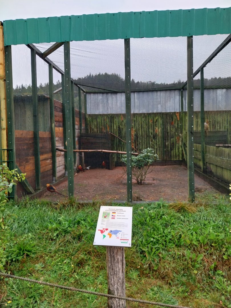 Zoo Łączna - Pheasantry - Golden Pheasant (Chrysolophus pictus) aviary