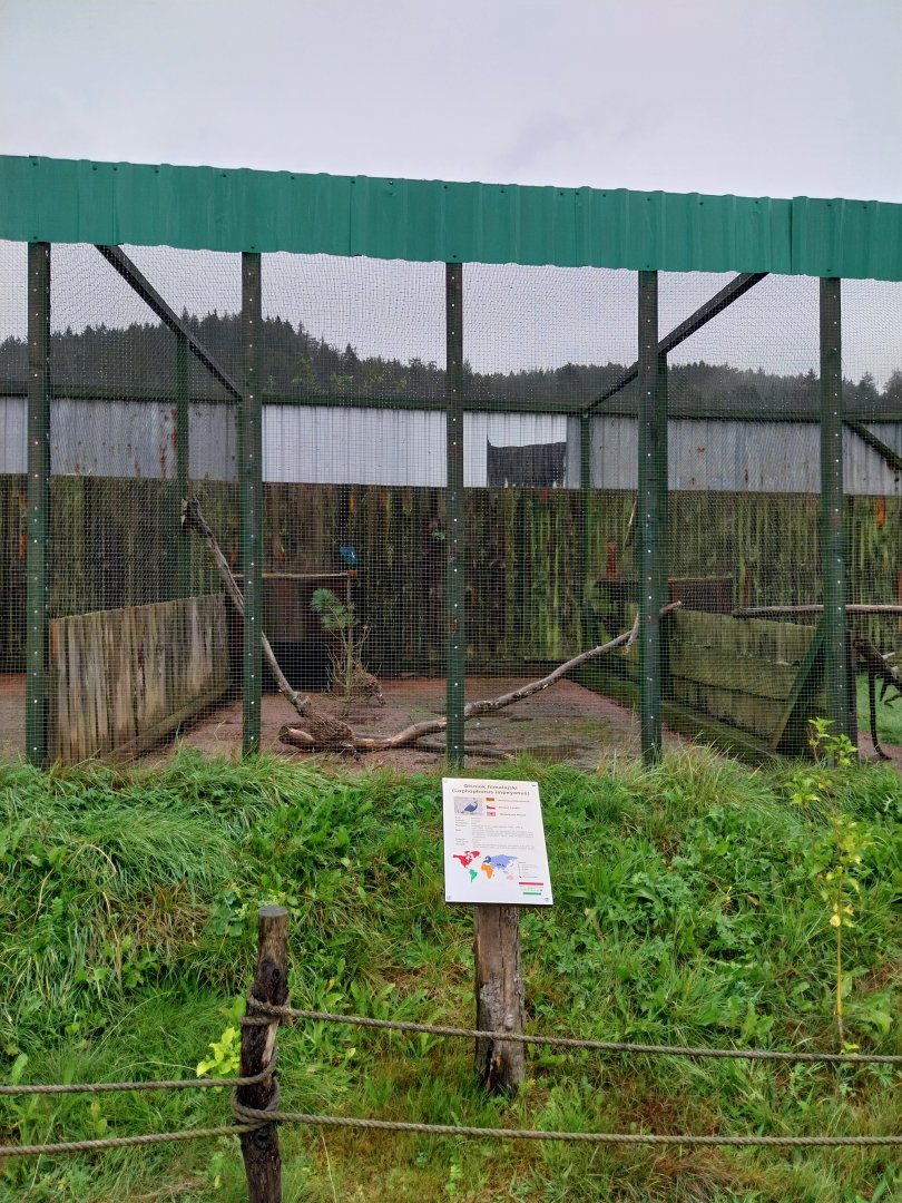 Zoo Łączna - Pheasantry - Himalayan Monal (Lophophorus impeyanus) aviary