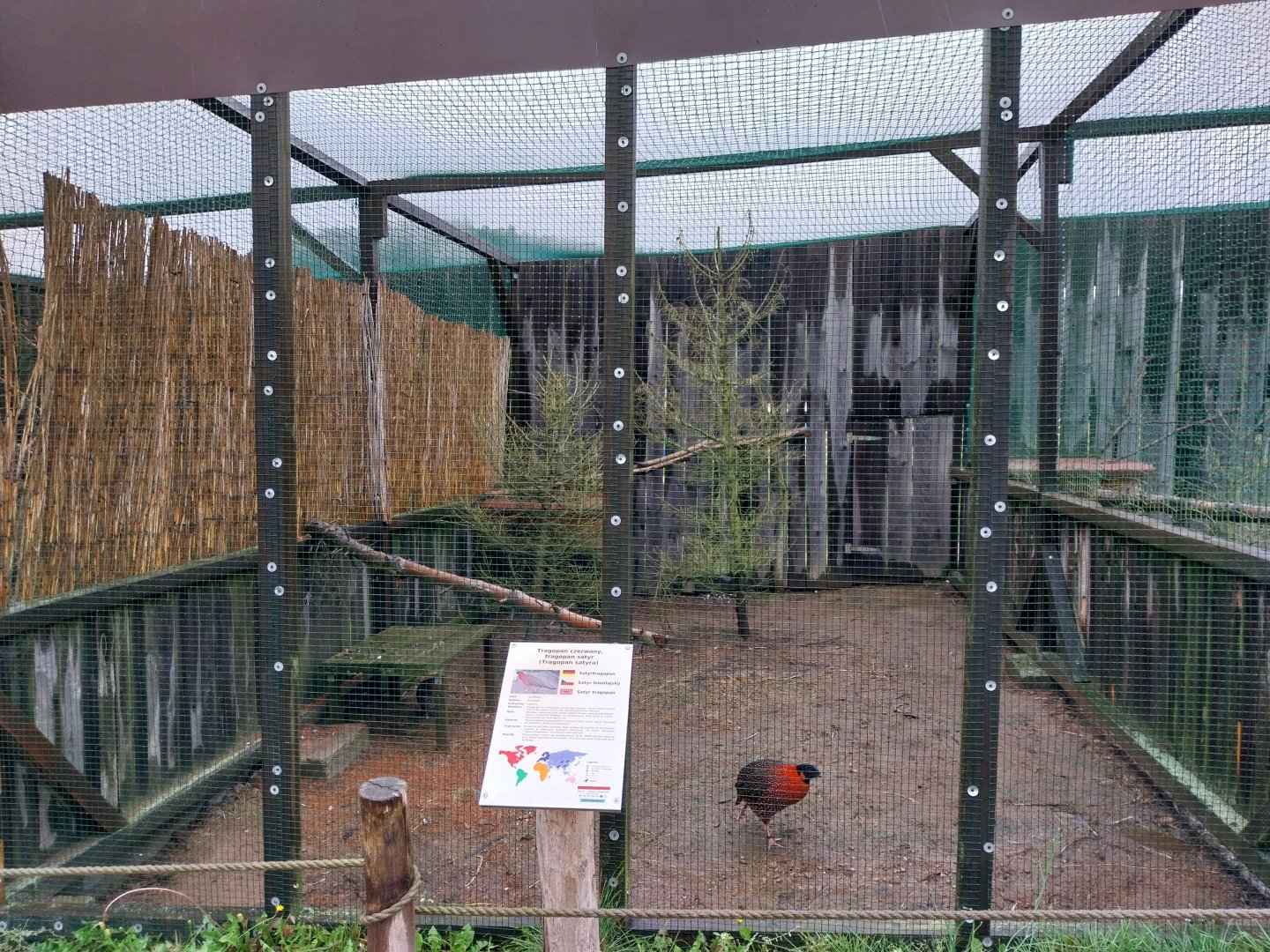 Zoo Łączna - Pheasantry - Satyr Tragopan (Tragopan satyra)) aviary