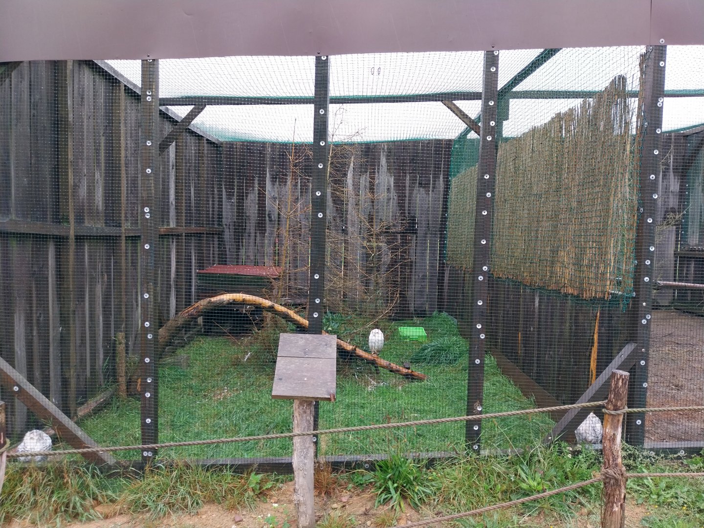 Zoo Łączna - Pheasantry - Snowy Owl (Bubo scandiacus) aviary