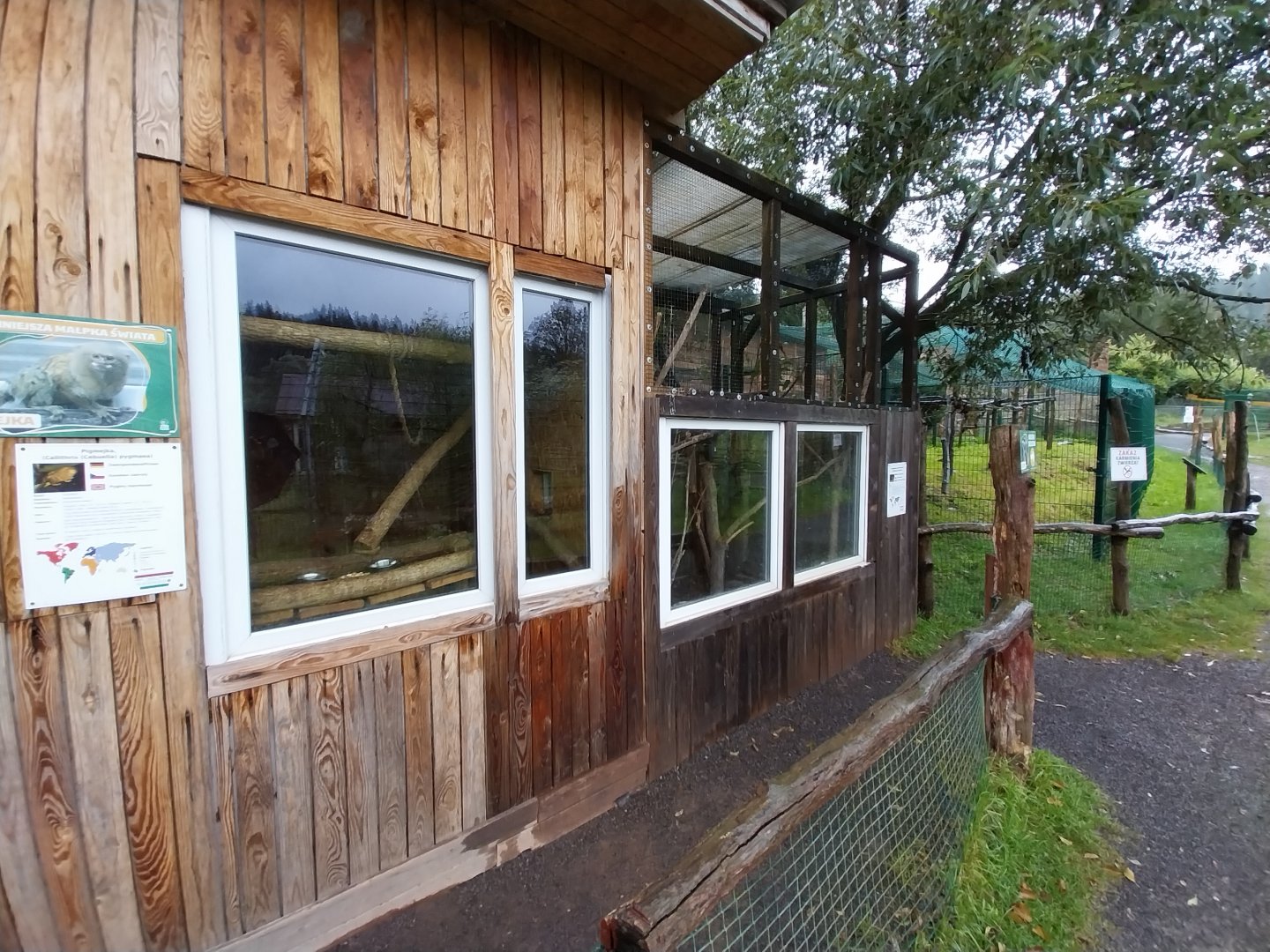 Zoo Łączna - Pygmy Marmoset and Red-crowned Parakeet