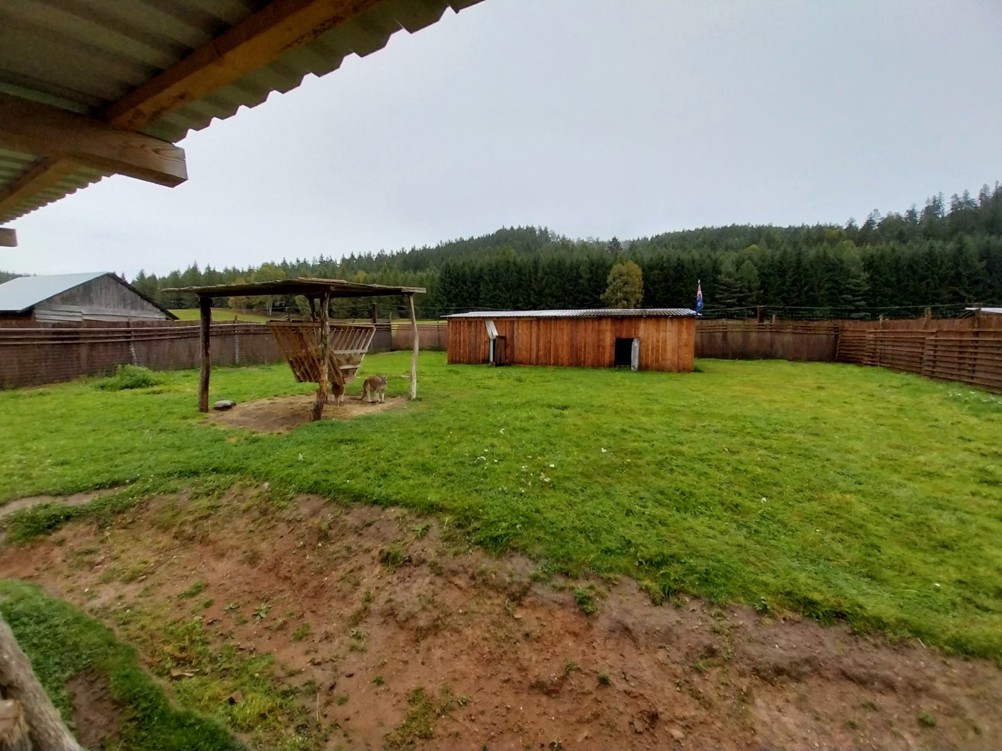 Zoo Łączna - Red Kangaroo (Osphranter rufus) enclosure