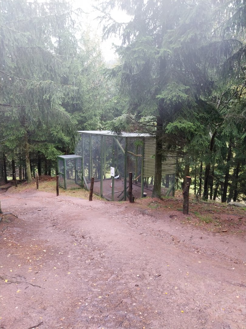 Zoo Łączna - Silvery Pheasant (Lophura nycthemera) aviary