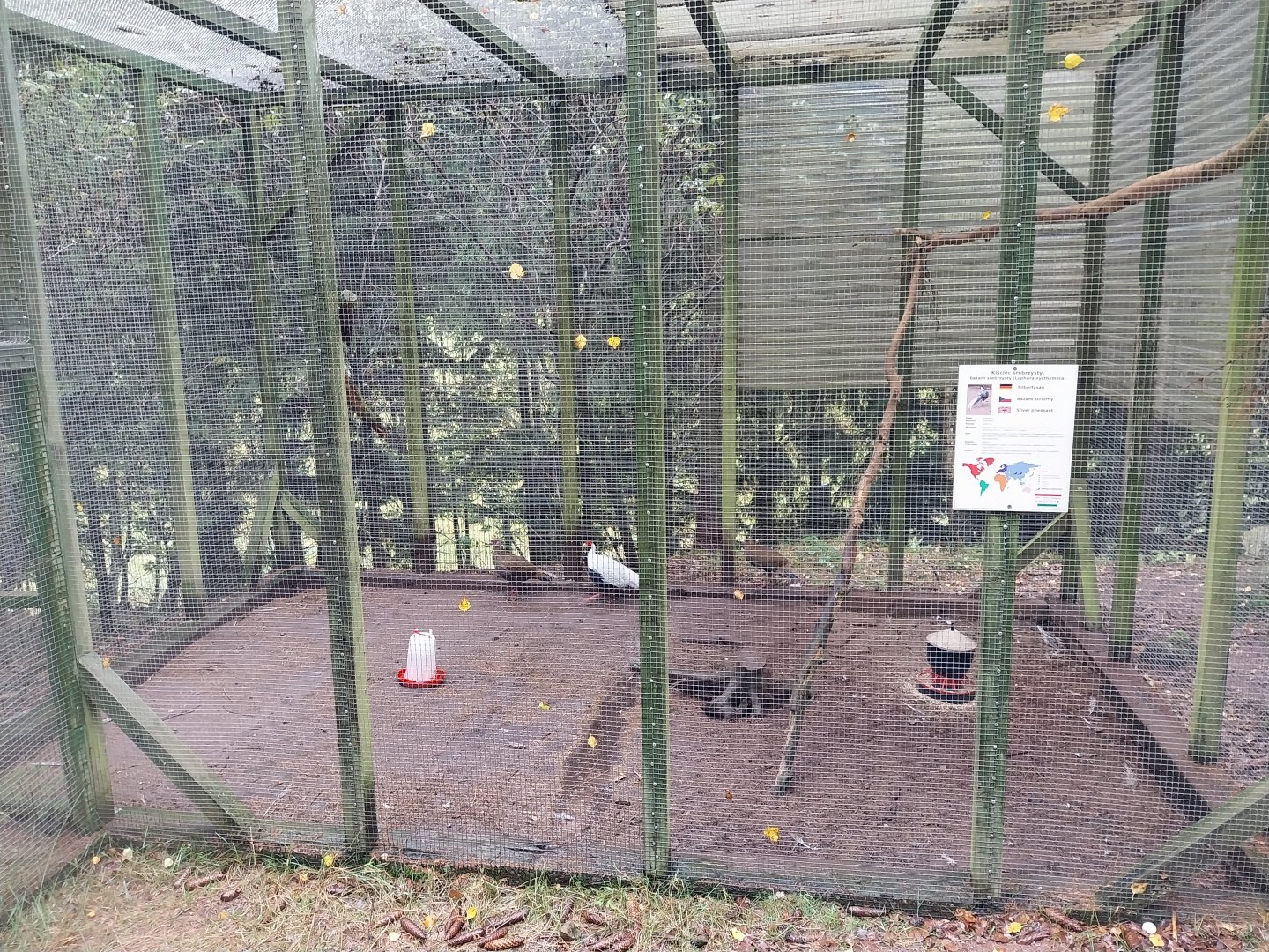 Zoo Łączna - Silvery Pheasant (Lophura nycthemera) aviary