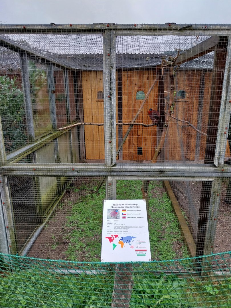 Zoo Łączna - Temminck Tragopan (Tragopan temminckii) aviary