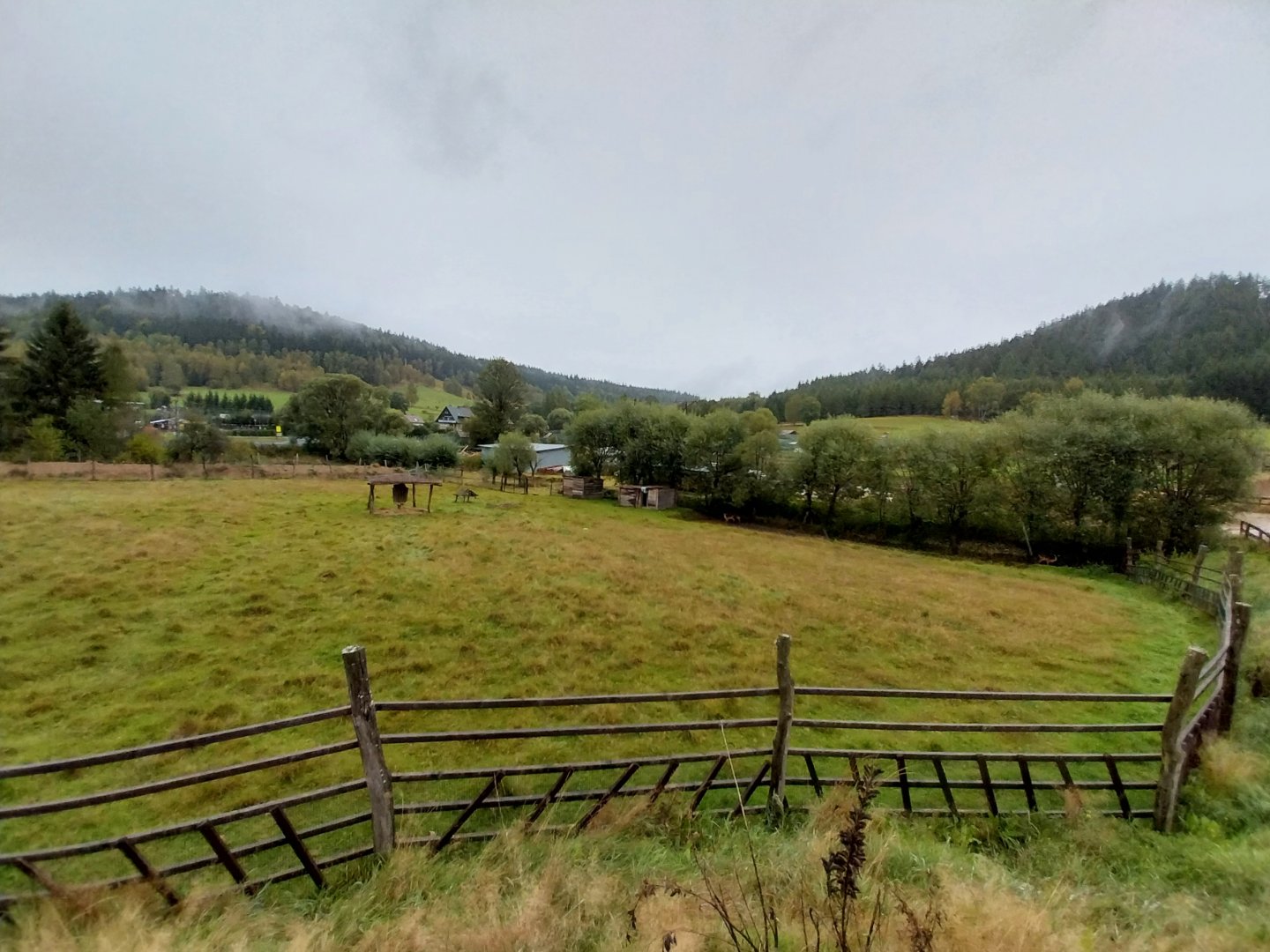 Zoo Łączna - Western Sitatunga (Tragelaphus spekii gratus) enclosure