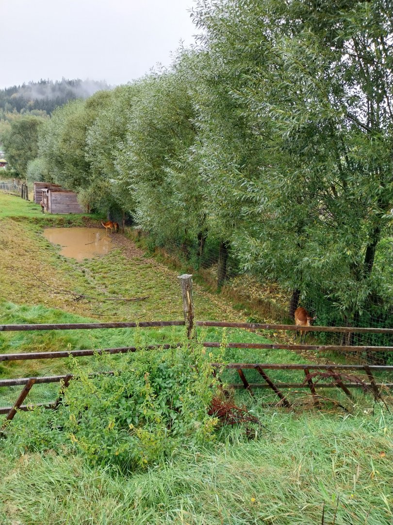 Zoo Łączna - Western Sitatunga (Tragelaphus spekii gratus) enclosure