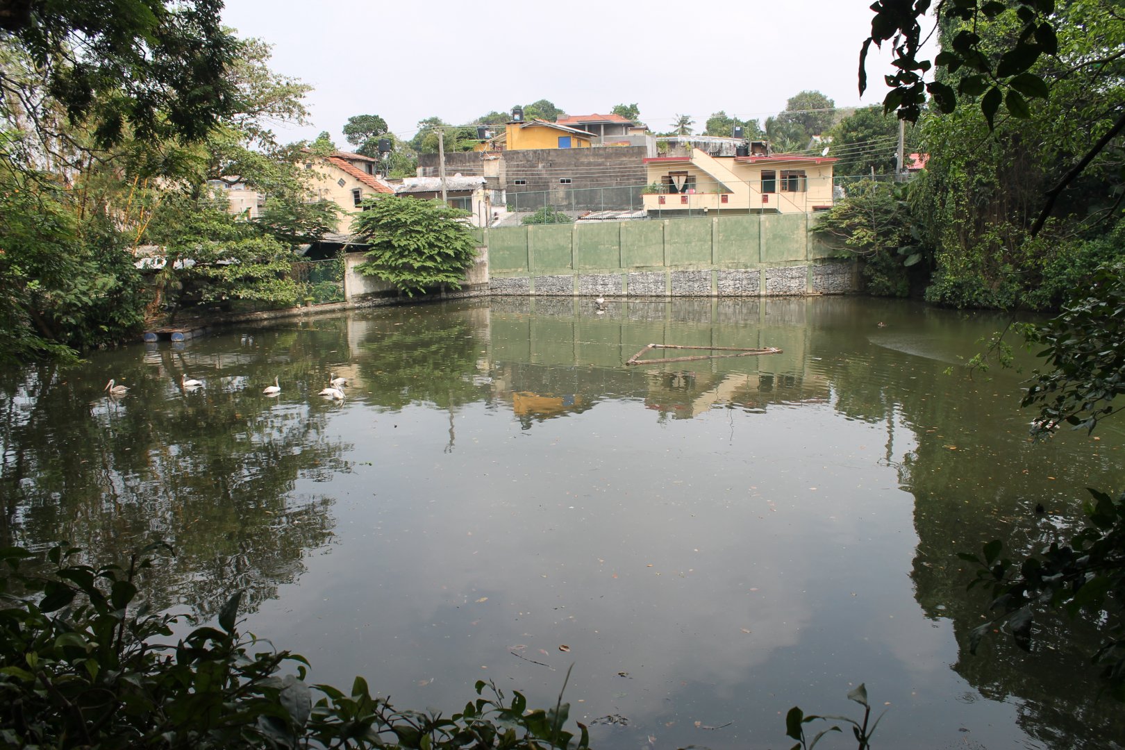zoo lake, with Spot-billed Pelicans