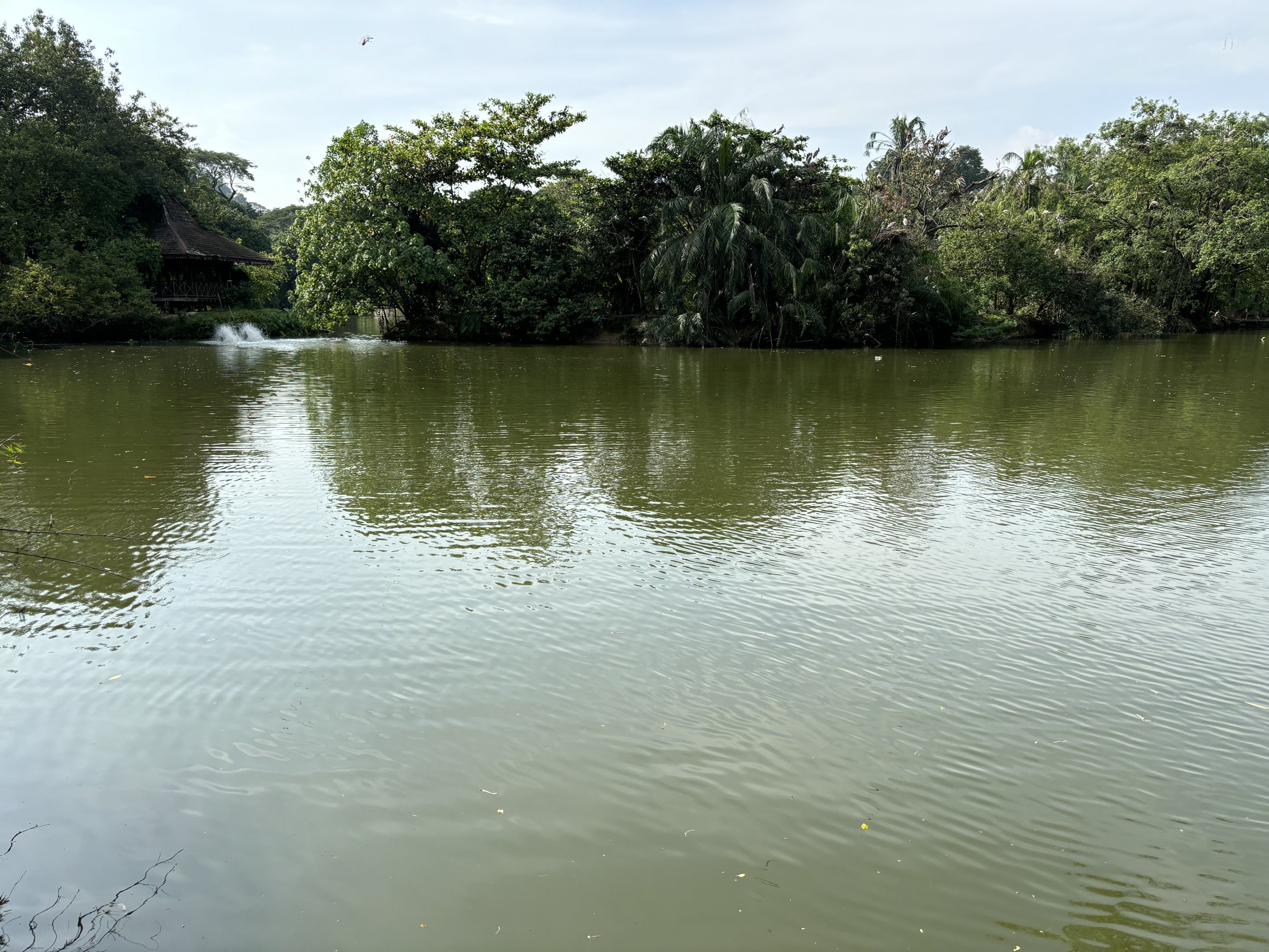 Zoo Lake
