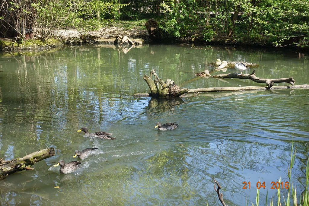 Zoo Leipzig 21.4.16