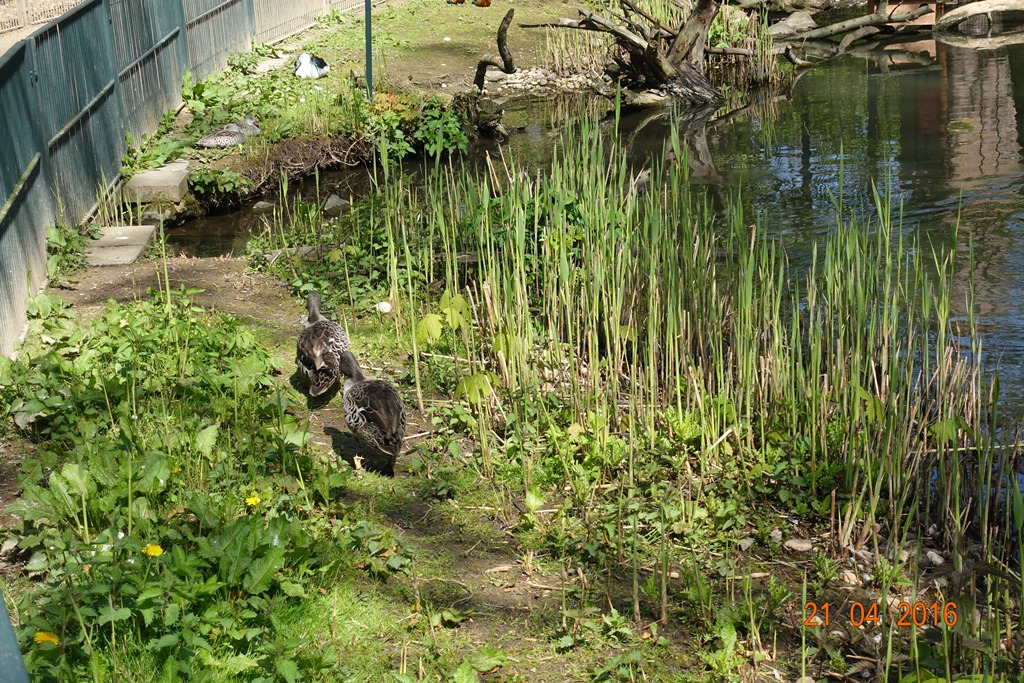 Zoo Leipzig 21.4.16