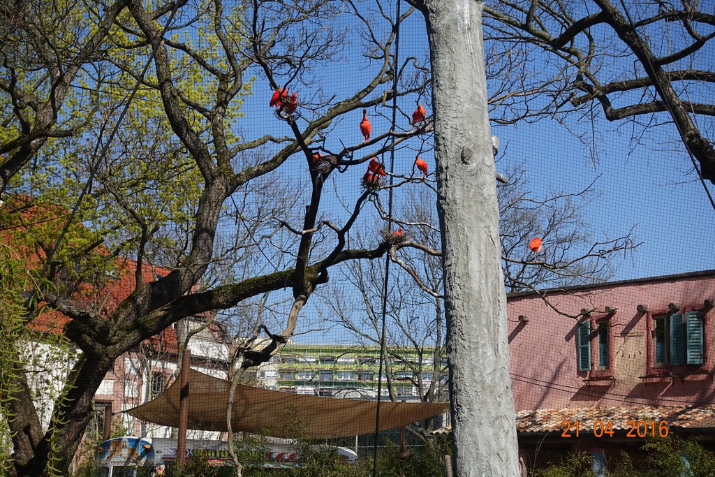 Zoo Leipzig 21.4.16
