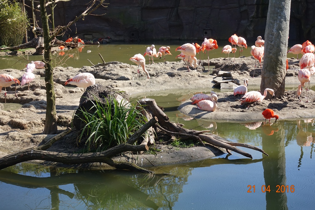 Zoo Leipzig 21.4.16