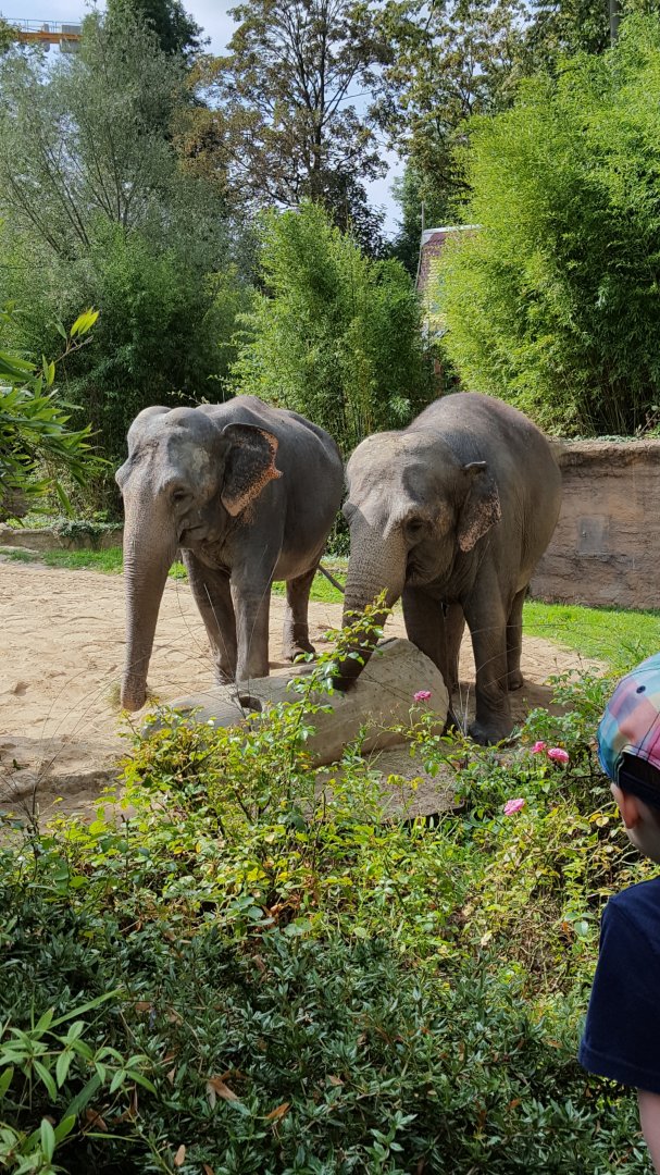 Zoo Leipzig - Asian Elephant exhibit