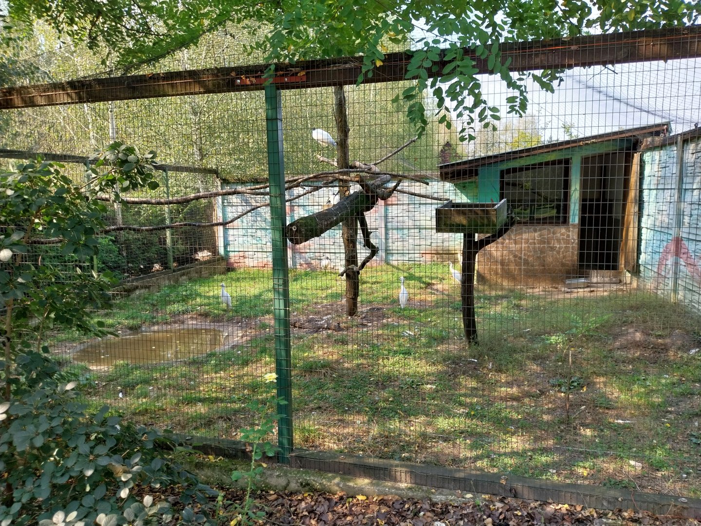 Zoo Lesne Zacisze (Lisow) - African Sacred Ibis (Threskiornis aethiopicus) and Western Cattle Egret (Ardea ibis)