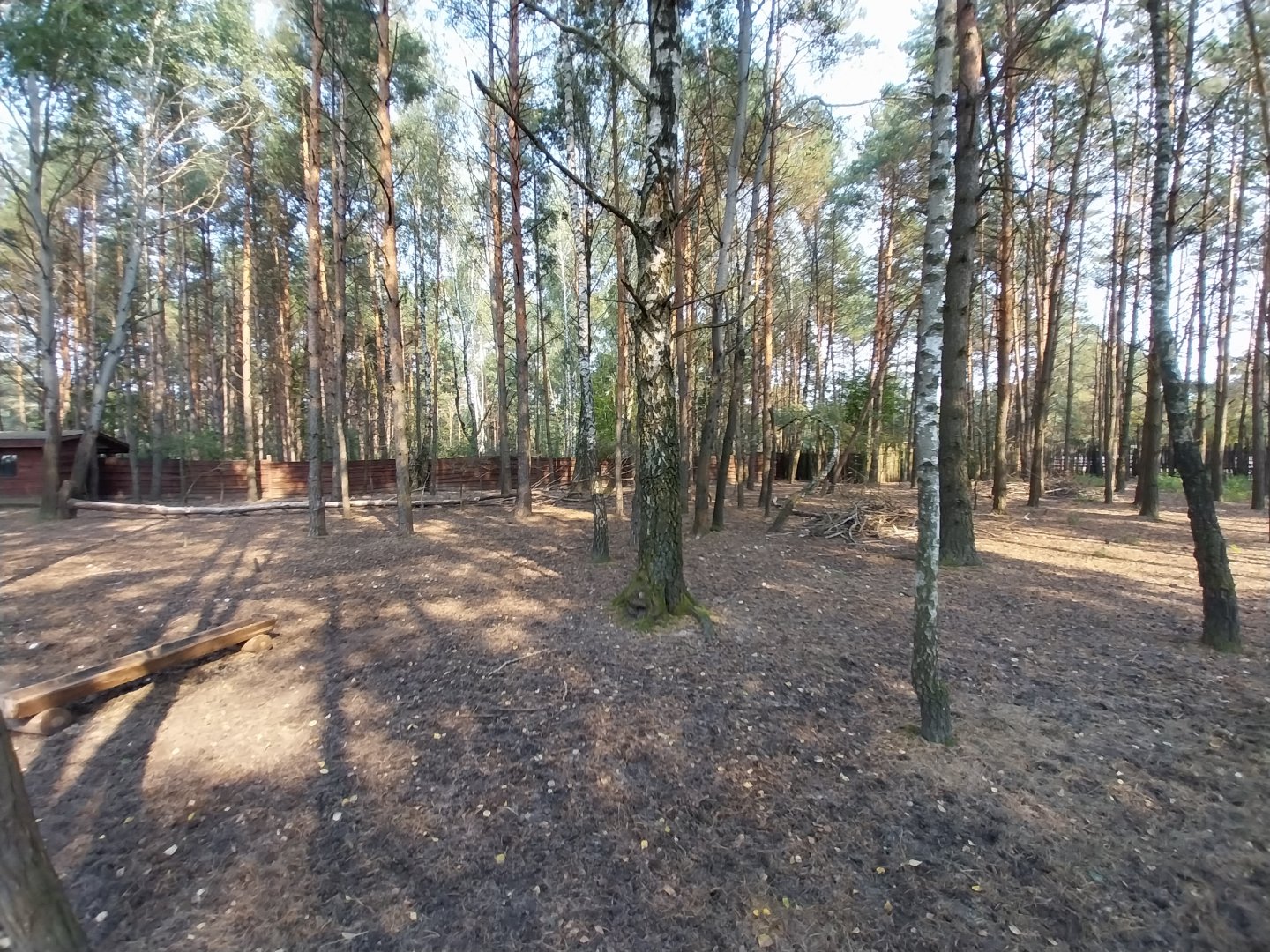Zoo Lesne Zacisze (Lisow) - Barasingha (Rucervus duvaucelii) enclosure