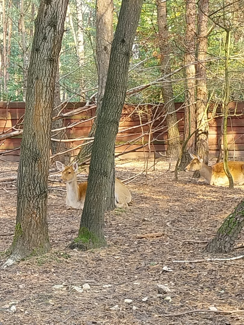Zoo Lesne Zacisze (Lisow) - Barasingha (Rucervus duvaucelii)