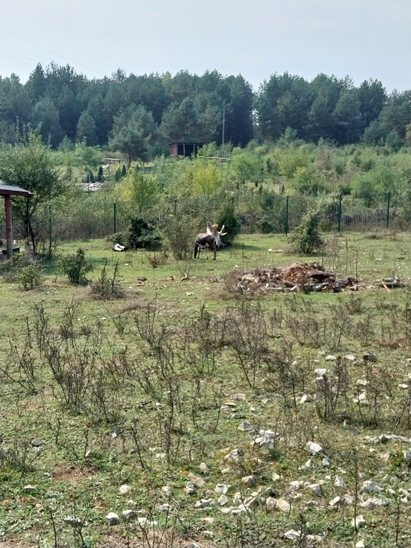 Zoo Lesne Zacisze (Lisow) - Blesbok (Damaliscus pygargus phillipsi)