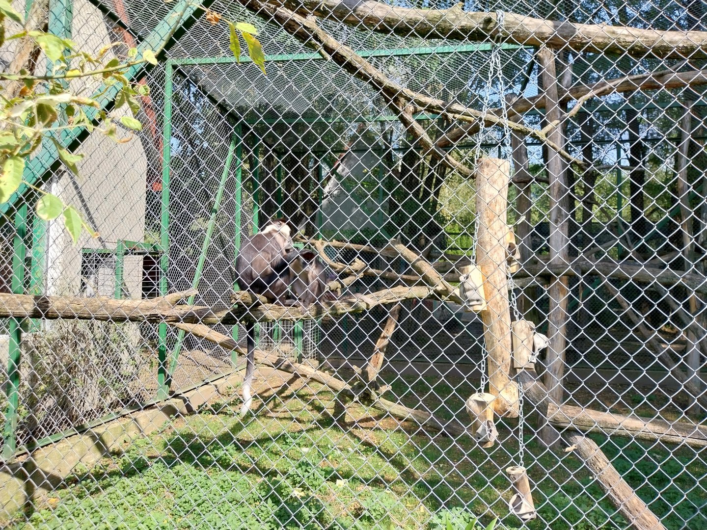 Zoo Lesne Zacisze (Lisow) - Collared Mangabey (Cercocebus torquatus)