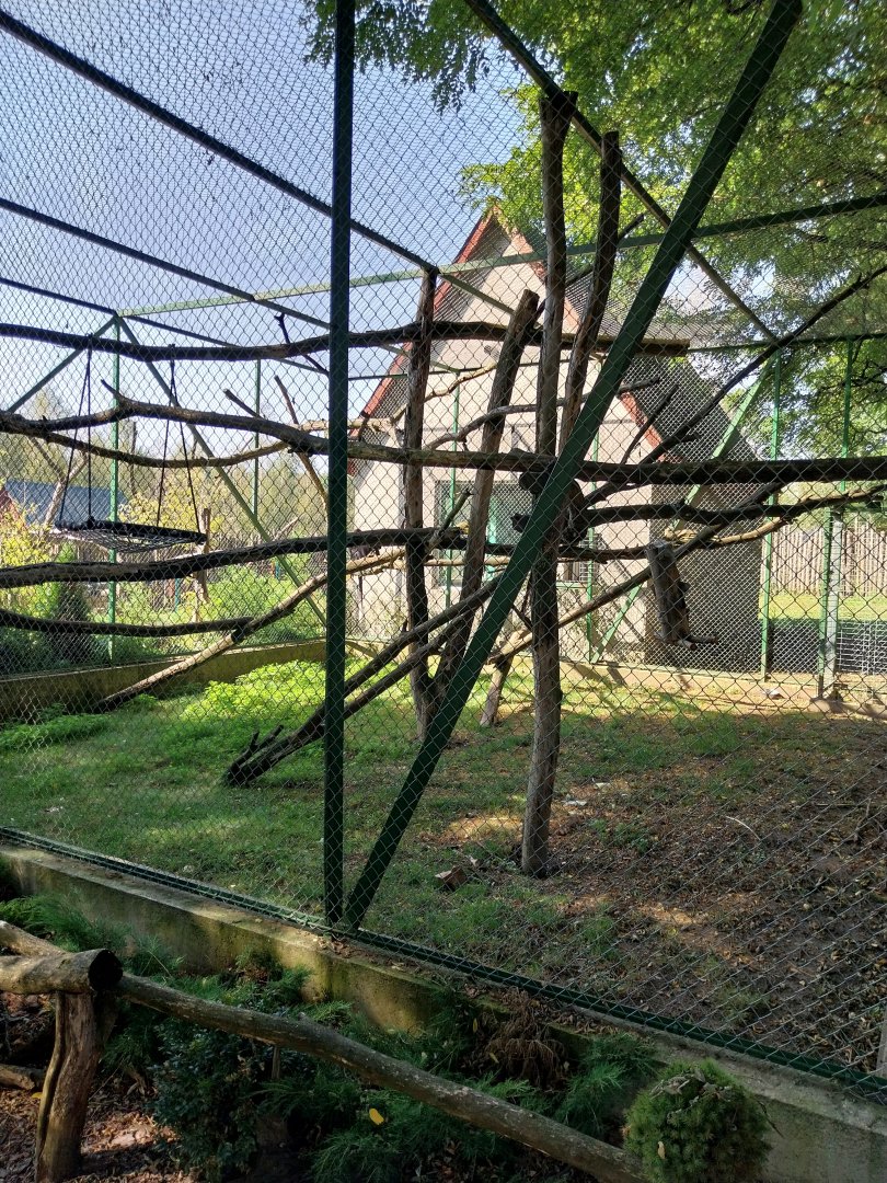 Zoo Lesne Zacisze (Lisow) - Collared Mangabey enclosure