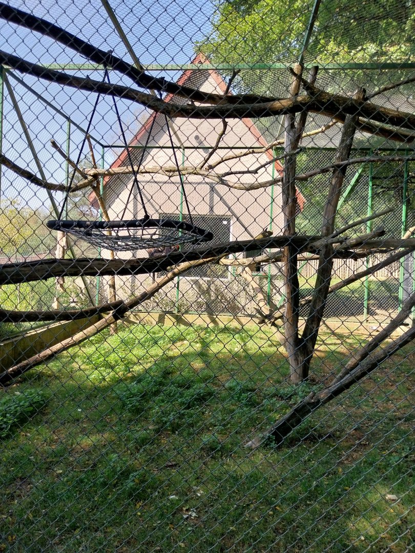 Zoo Lesne Zacisze (Lisow) - Collared Mangabey enclosure
