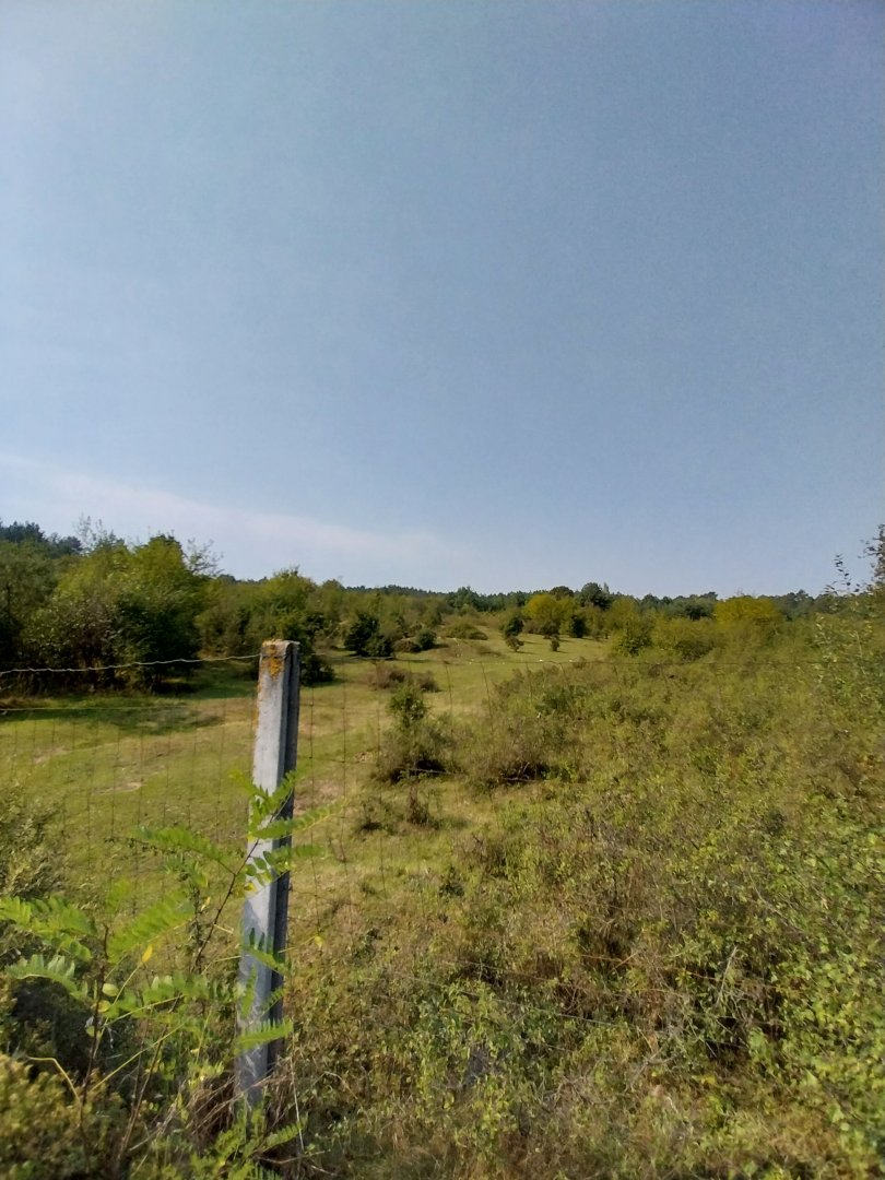Zoo Lesne Zacisze (Lisow) - Common Eland (Tragelaphus oryx)