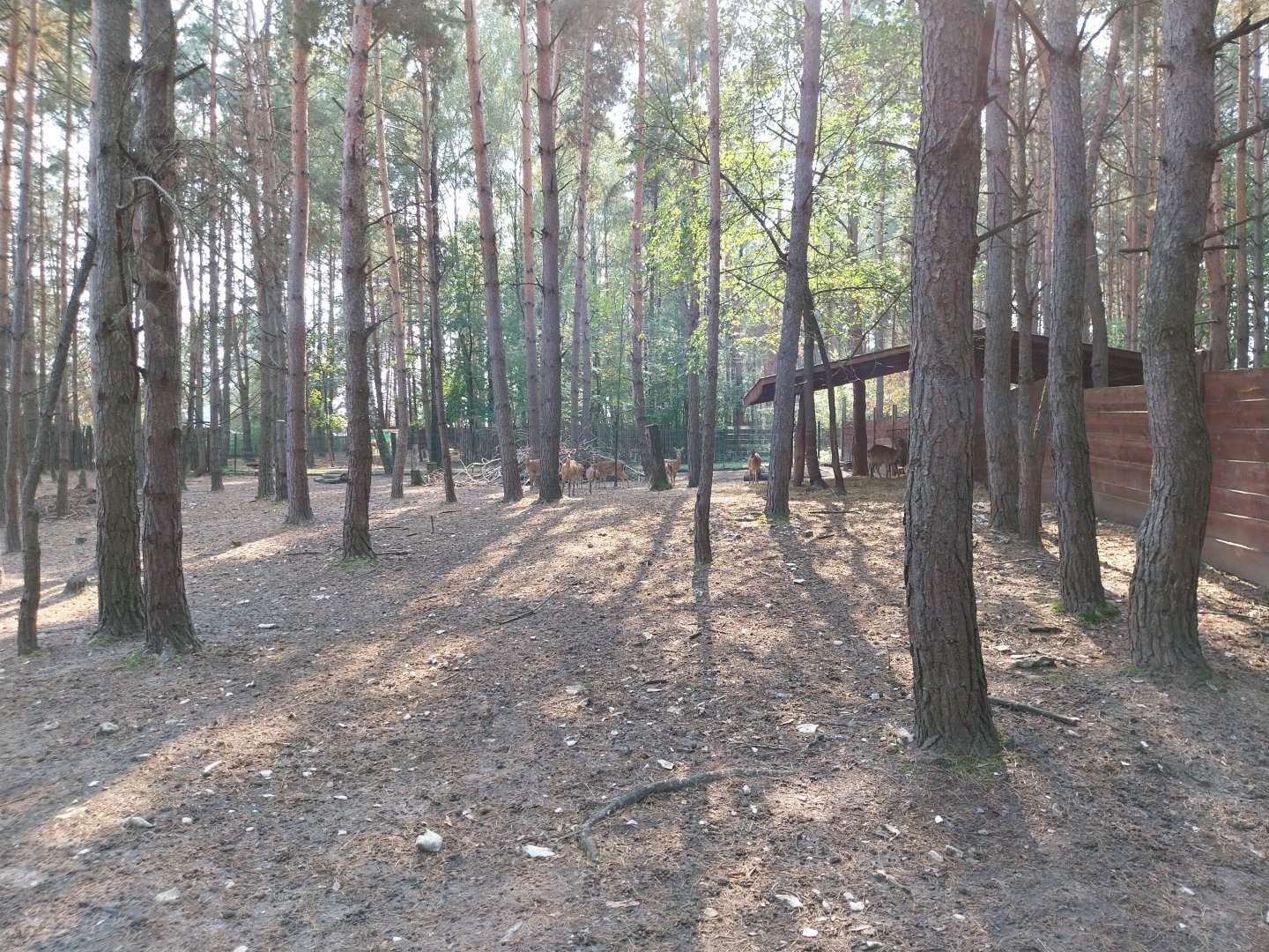 Zoo Lesne Zacisze (Lisow) - Common Fallow Deer (Dama dama) enclosure
