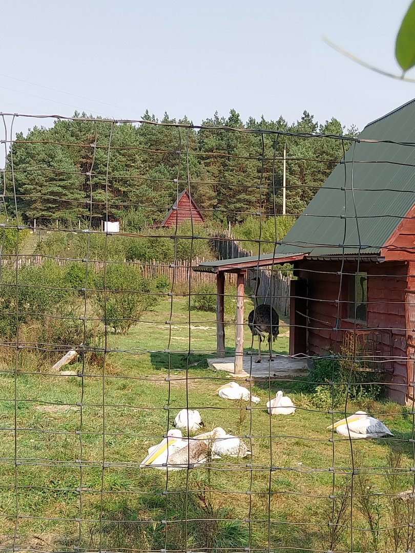 Zoo Lesne Zacisze (Lisow) - Common ostrich (Struthio camelus)