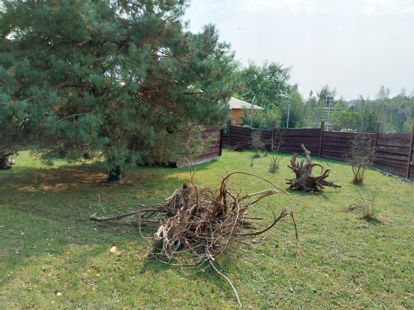 Zoo Lesne Zacisze (Lisow) - Common Red-rumped Agouti enclosure