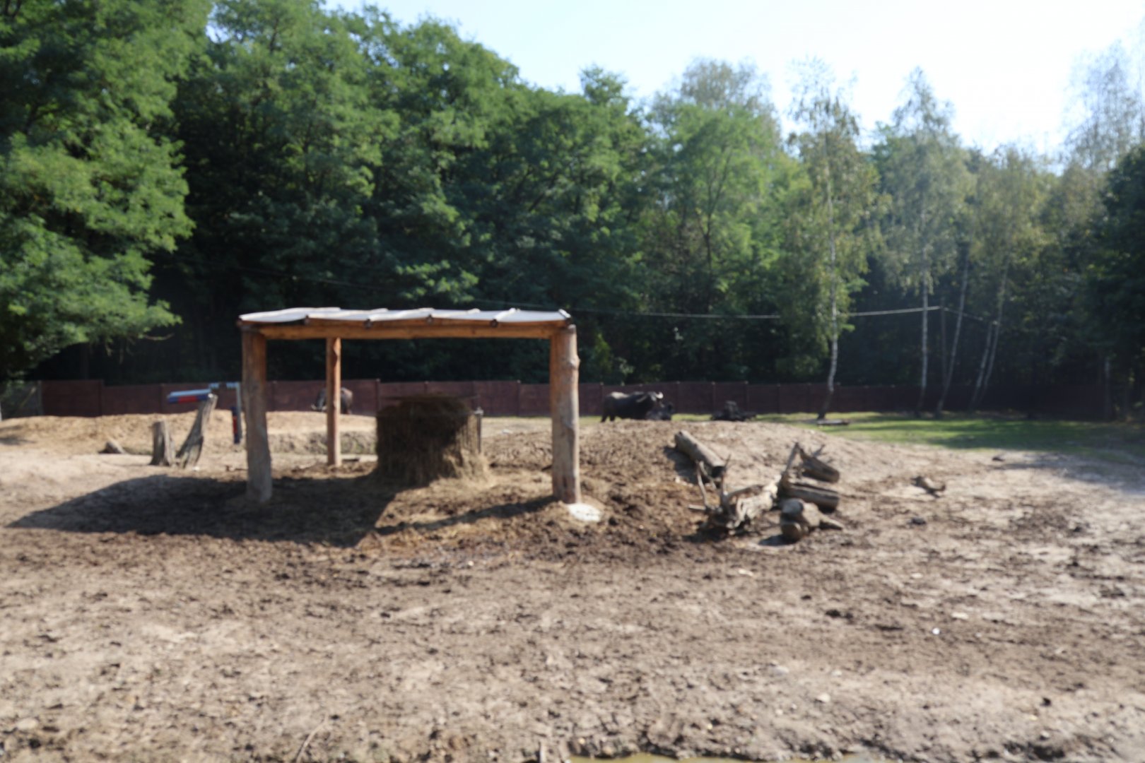 Zoo Lesne Zacisze (Lisow) - Domestic water buffalo enclosure