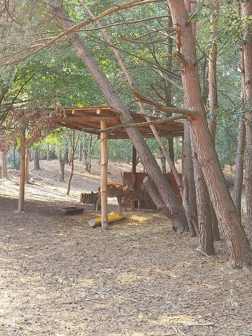 Zoo Lesne Zacisze (Lisow) - Dybowski Deer (Cervus nippon hortulorum)