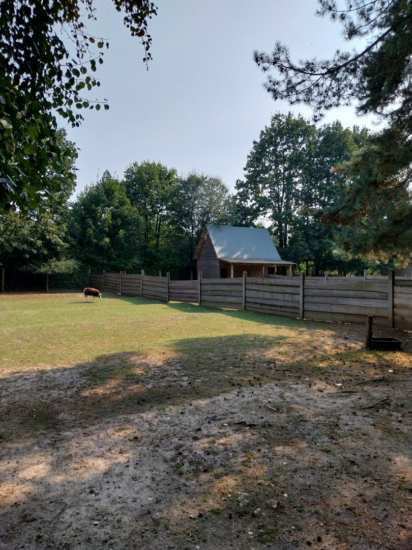 Zoo Lesne Zacisze (Lisow) - Farm yard animals