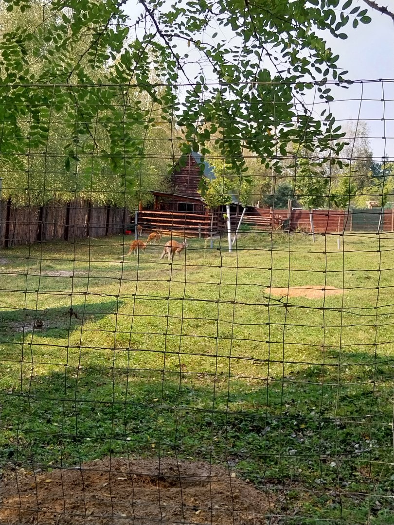 Zoo Lesne Zacisze (Lisow) - Giant Red Kangaroo (Osphranter rufus)