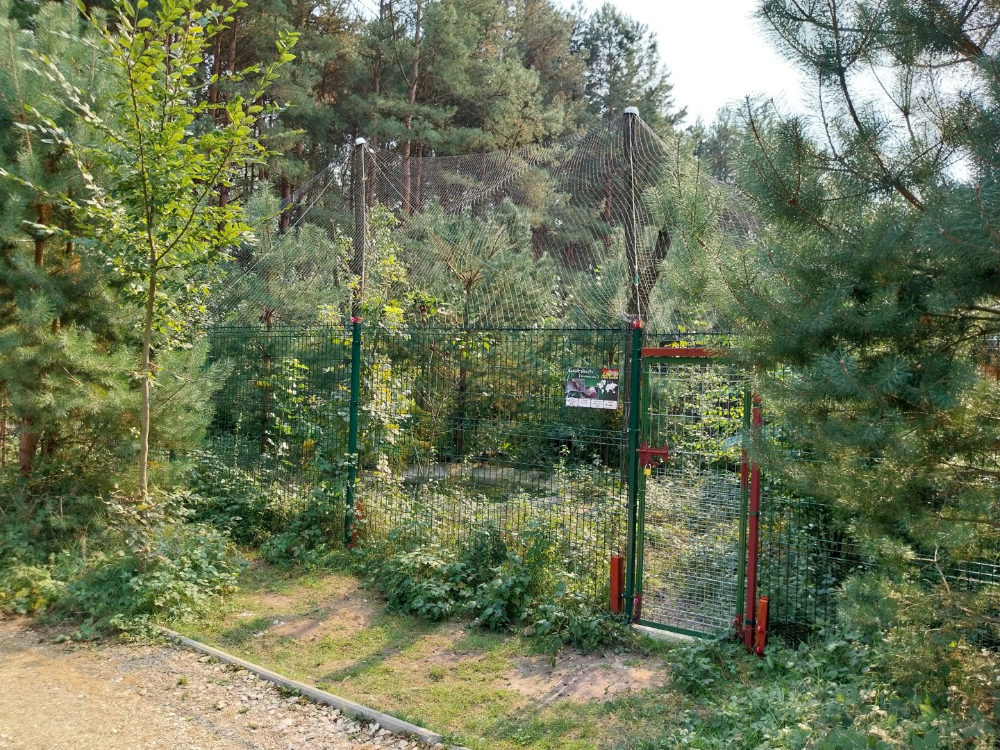 Zoo Lesne Zacisze (Lisow) - Golden Pheasant aviary