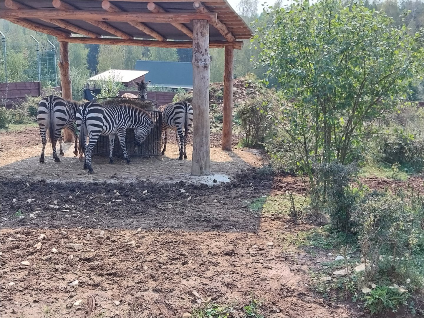 Zoo Lesne Zacisze (Lisow) - Grant's zebra (Equus quagga boehmi)