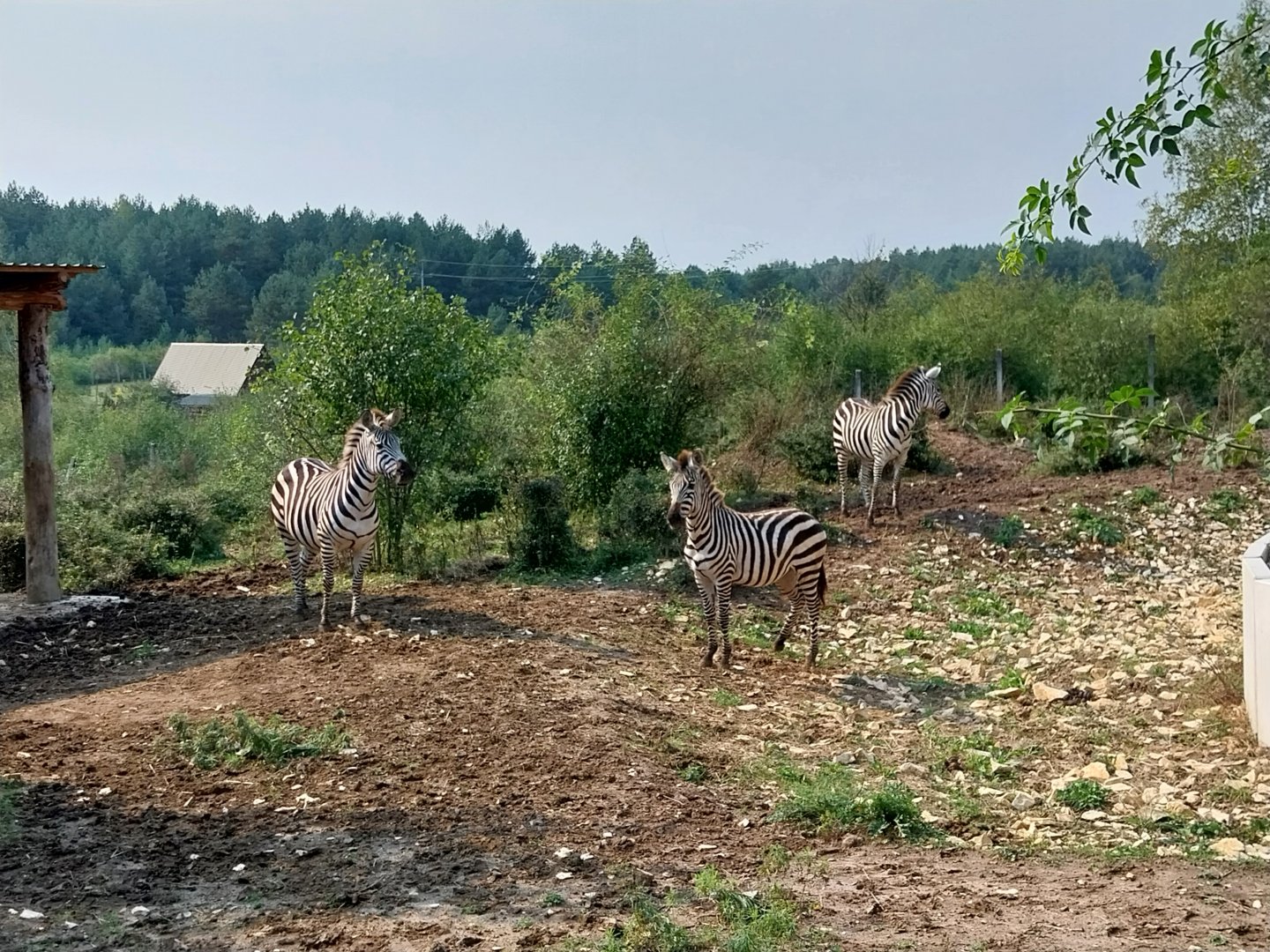 Zoo Lesne Zacisze (Lisow) - Grant's zebra (Equus quagga boehmi)
