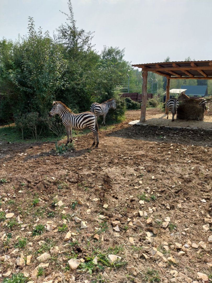 Zoo Lesne Zacisze (Lisow) - Grant's zebra (Equus quagga boehmi)