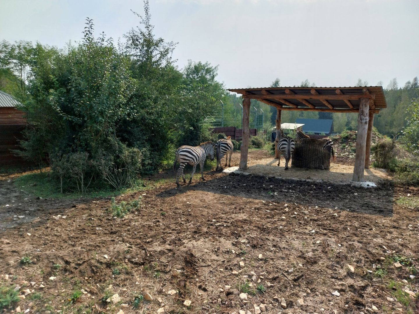 Zoo Lesne Zacisze (Lisow) - Grant's zebra (Equus quagga boehmi)