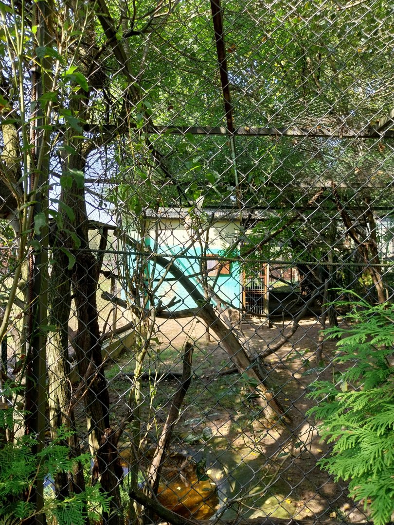 Zoo Lesne Zacisze (Lisow) - Grivet monkey (Chlorocebus aethiops) enclosure