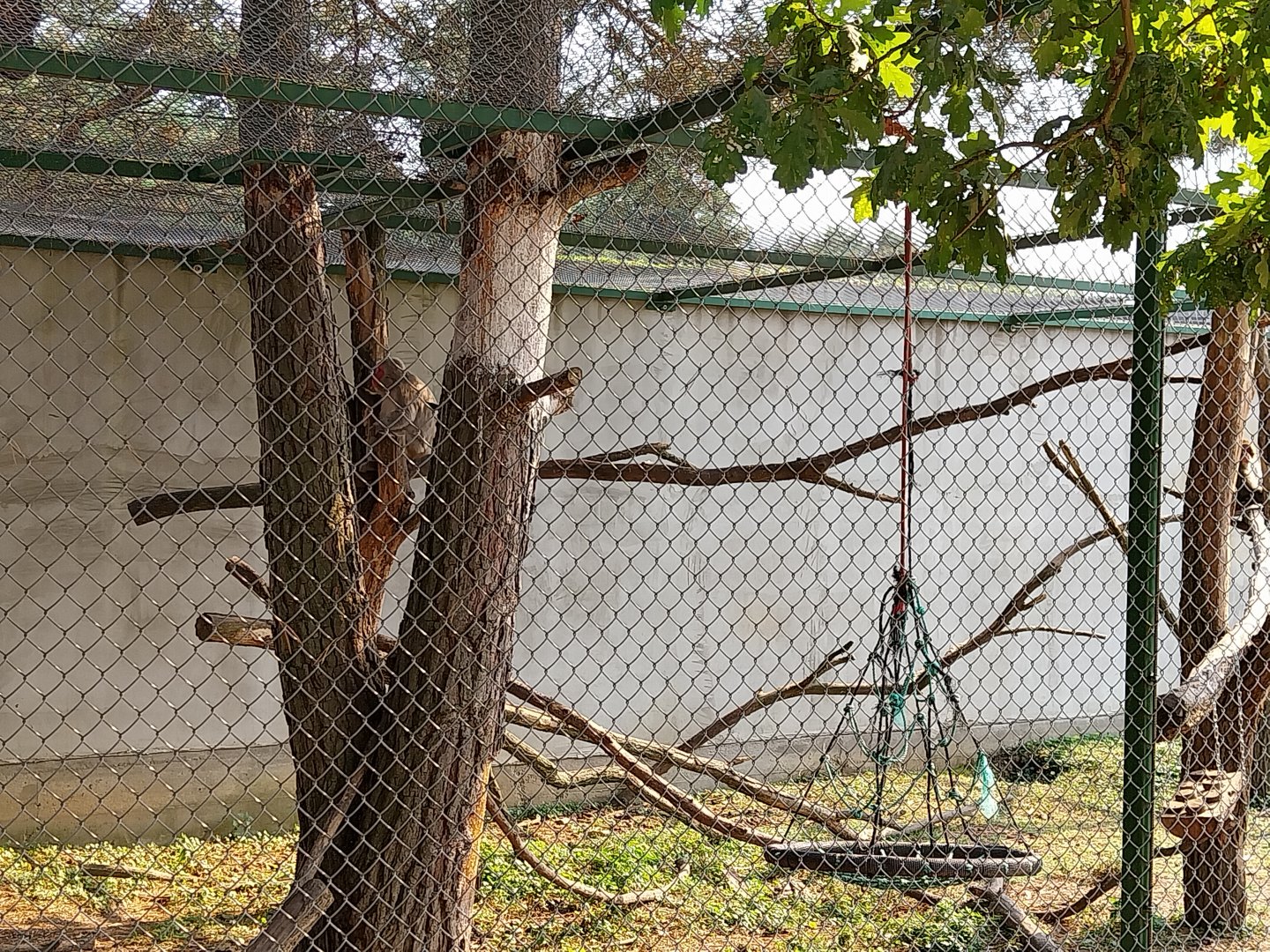 Zoo Lesne Zacisze (Lisow) - Japanese Macaque (Macaca fuscata)