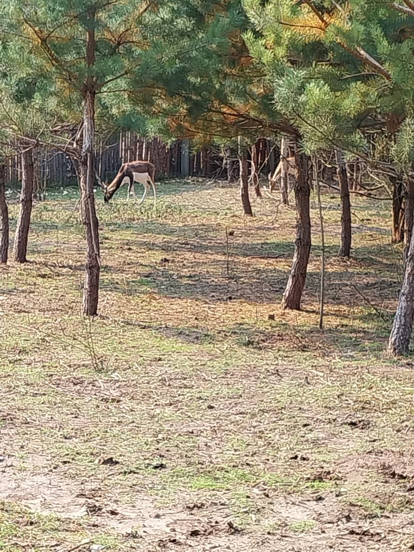 Zoo Lesne Zacisze (Lisow) - Javan Banteng and Blackbuck (Antilope cervicapra) enclosure