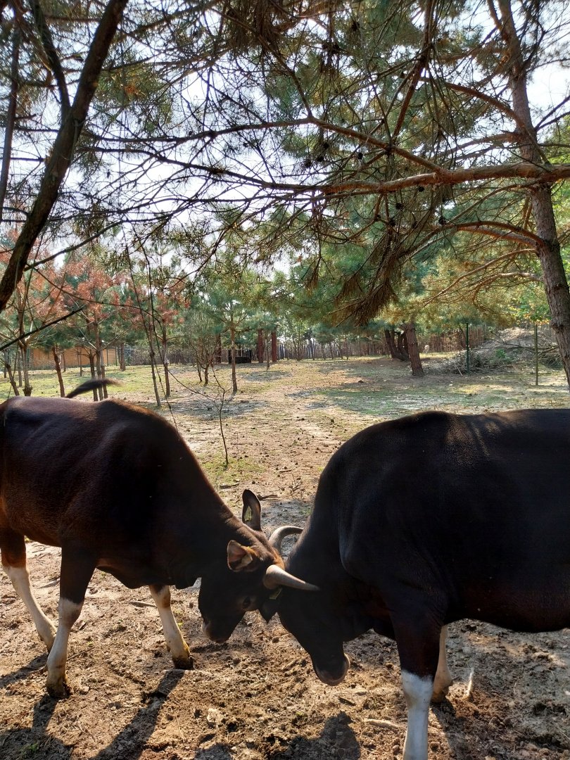 Zoo Lesne Zacisze (Lisow) - Javan Banteng (Bos javanicus javanicus)