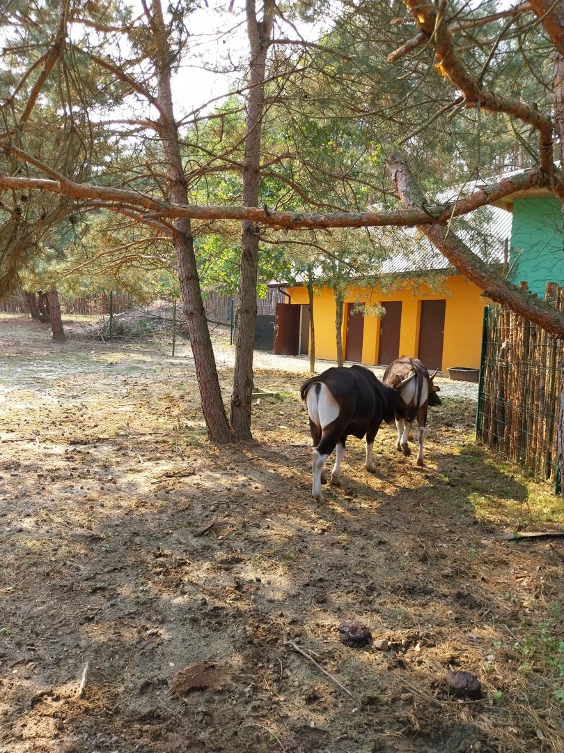 Zoo Lesne Zacisze (Lisow) - Javan Banteng (Bos javanicus javanicus)