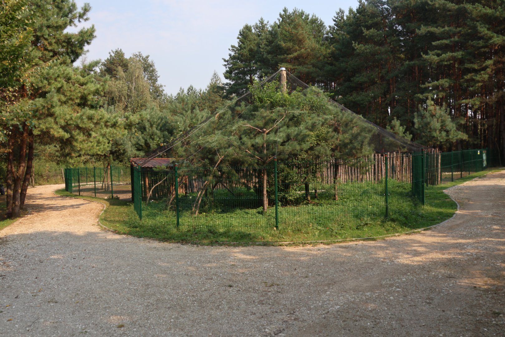 Zoo Lesne Zacisze (Lisow) - Lady Amherst's pheasant (Chrysolophus amherstiae) aviary