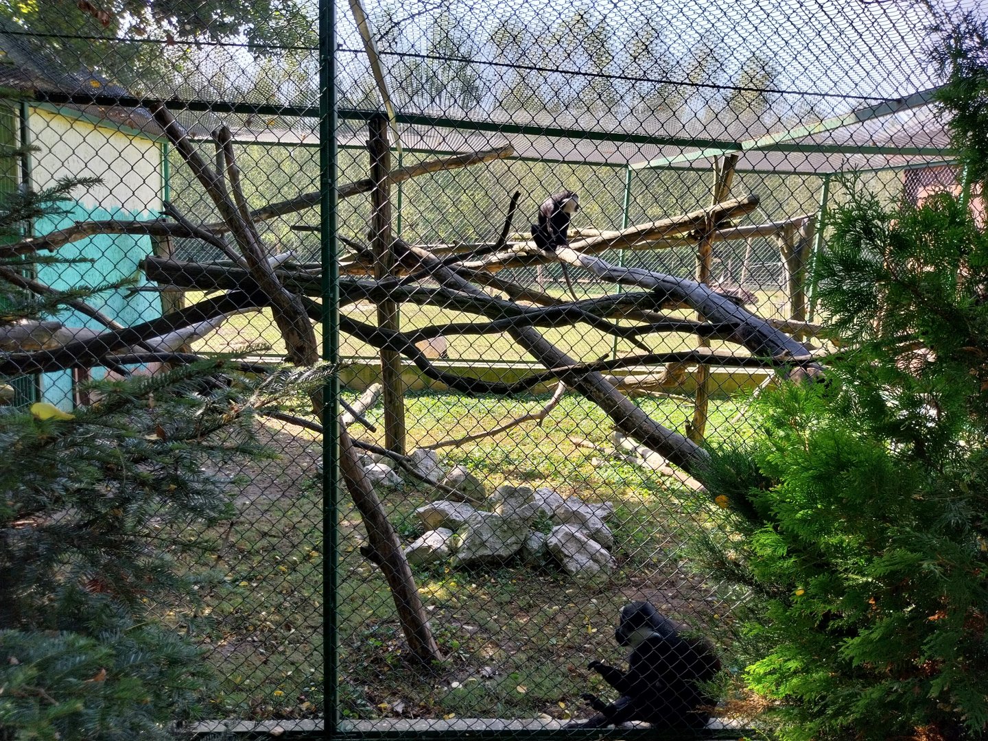 Zoo Lesne Zacisze (Lisow) - L'Hoest guenon (Allochrocebus lhoesti) enclosure