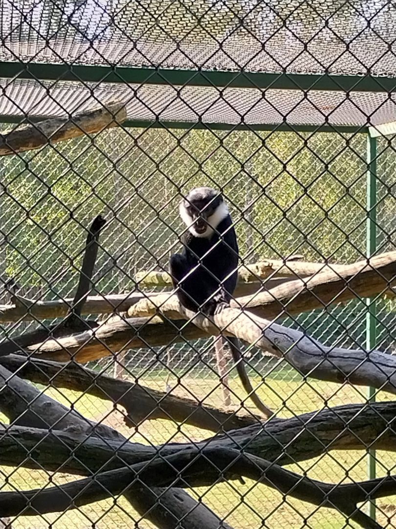 Zoo Lesne Zacisze (Lisow) - L'Hoest guenon (Allochrocebus lhoesti)