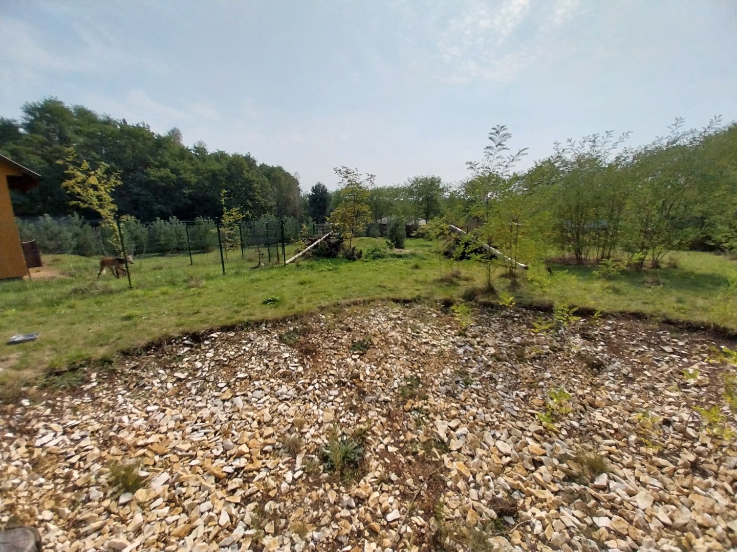 Zoo Lesne Zacisze (Lisow) - Maned Wolf (Chrysocyon brachyurus)