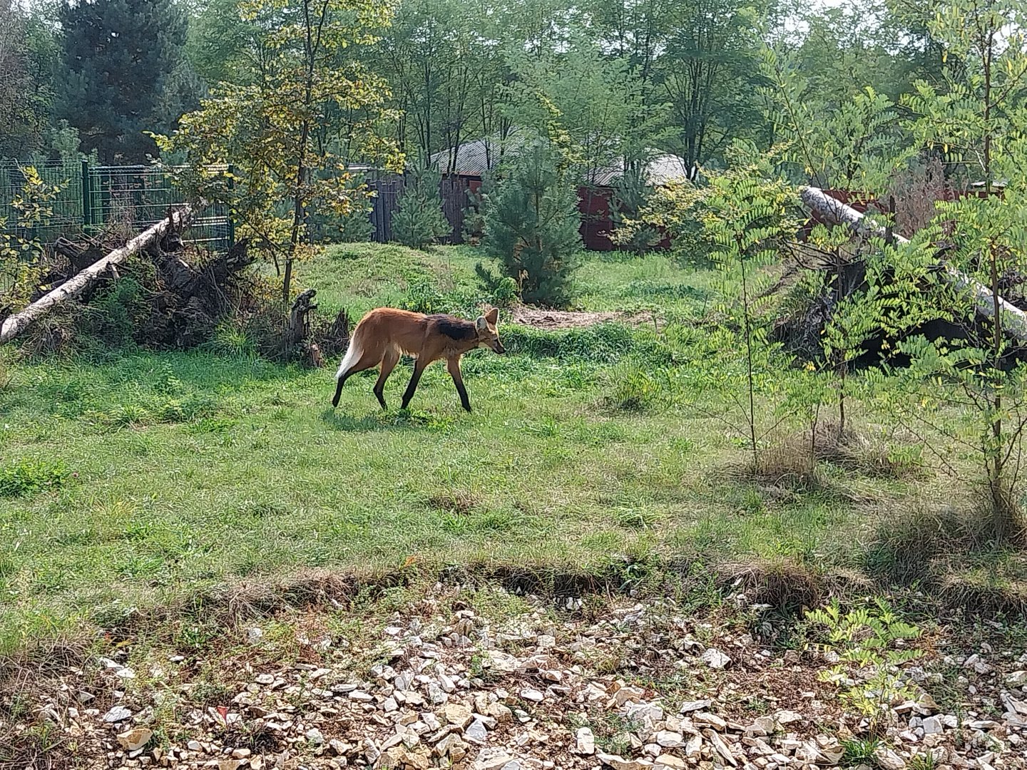 Zoo Lesne Zacisze (Lisow) - Maned Wolf (Chrysocyon brachyurus)
