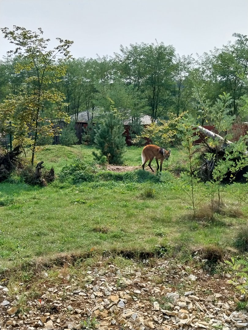 Zoo Lesne Zacisze (Lisow) - Maned Wolf (Chrysocyon brachyurus)